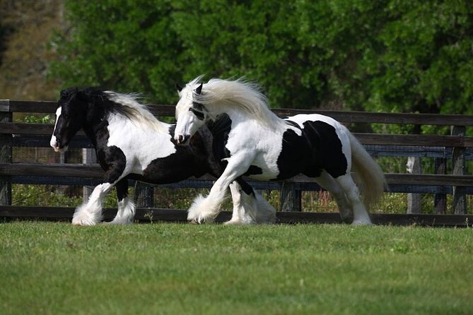 Gypsy Gold Horse Farm Walking Tour - Price and Value for a $30 Farm Walk