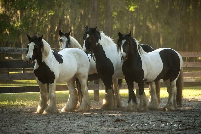 Gypsy Gold Horse Farm Walking Tour - Who This Tour Fits Best (and Who Might Want Something Else)