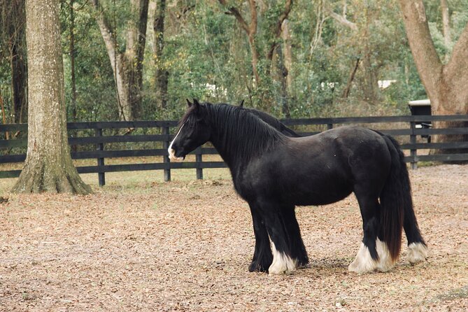Gypsy Gold Horse Farm Walking Tour - The Guide Matters: Friendly Explanations You Can Use