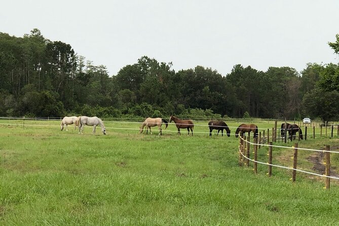 Horseback Ride on Scenic Lake Louisa Trails - How long it takes and what that means for your schedule