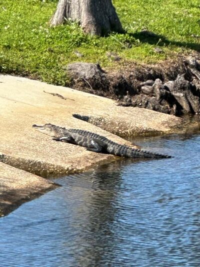 Kissimmee: 4-Hour All Electric Mountain Bike Lakefront Tour - Meeting Point in Kissimmee: Start Near the Lake