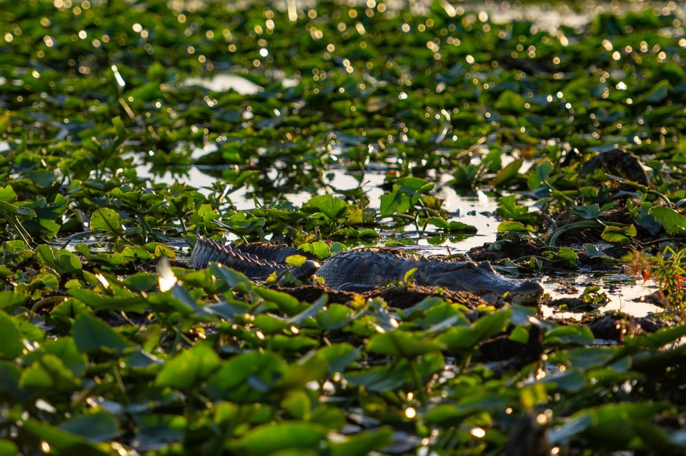 Kissimmee: Boggy Creek Airboat Ride with Optional Meal - Native American Village: what you are actually seeing
