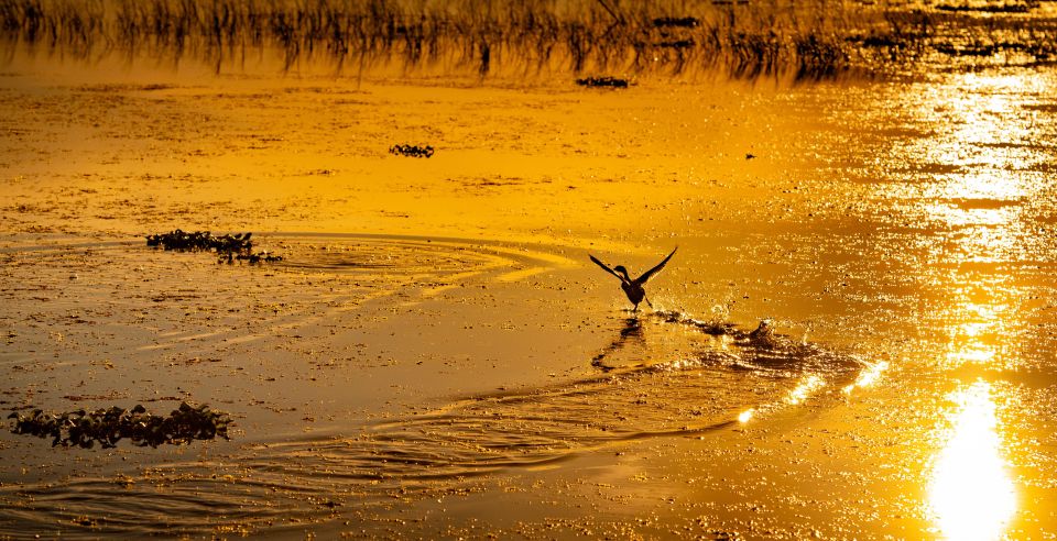 Kissimmee: Boggy Creek Sunset Airboat Tour - Where the Evening Starts: Boggy Creek Check-In and Airboat Setup