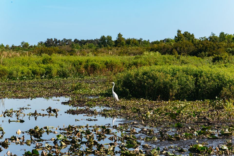 Kissimmee: Everglades Airboat Adventure Tour - Comfort and Safety: Life Jackets, Ear Protection, and Summer Heat