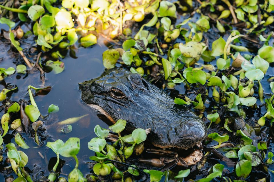 Kissimmee: Everglades Airboat Adventure Tour - Price and Value: Is $70 a Good Deal for 1–1.5 Hours?