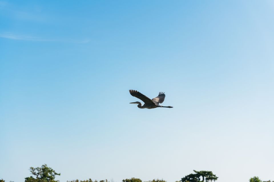 Kissimmee: Everglades Airboat Adventure Tour - The Route Experience: Shingle Creek and the Swamp Loop