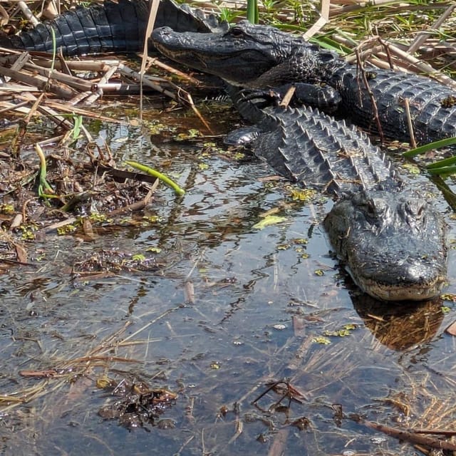 Kissimmee: Everglades Alligator and Wildlife Airboat Tour - Quick Take on This Kissimmee Airboat and Wildlife Tour