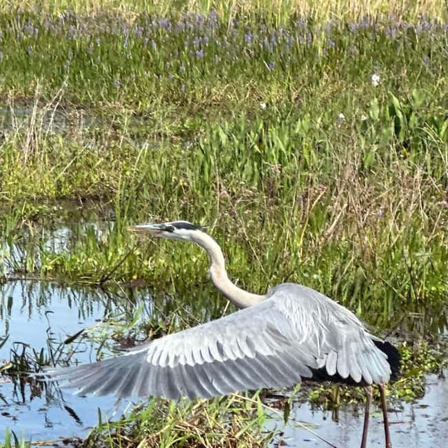 Kissimmee: Everglades Alligator and Wildlife Airboat Tour - What the Coast Guard-Certified Ride Feels Like on the Water