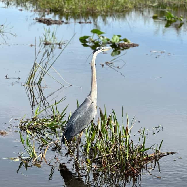 Kissimmee: Everglades Alligator and Wildlife Airboat Tour - The Baby Gator Hold: Why the End Moment Lands So Well