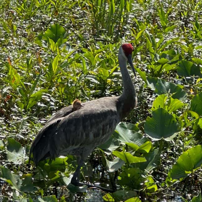 Kissimmee: Everglades Alligator and Wildlife Airboat Tour - Who This Tour Is Best For in Kissimmee