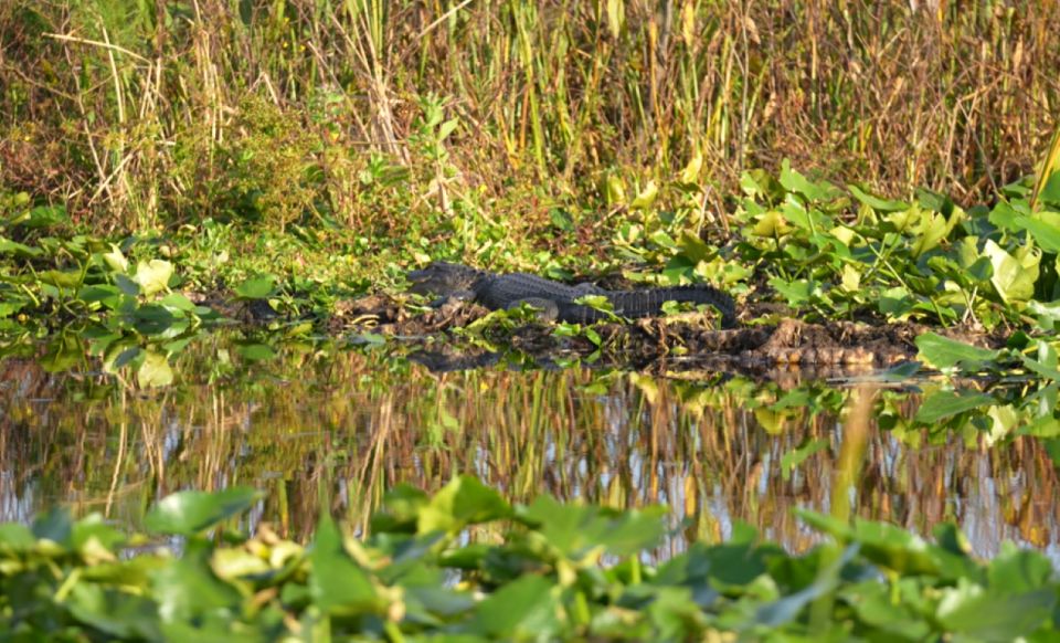 Kissimmee: Florida Everglades Pontoon Boat Tour - The 1-Hour Cruise: How the Ride Feels and What You Actually Get