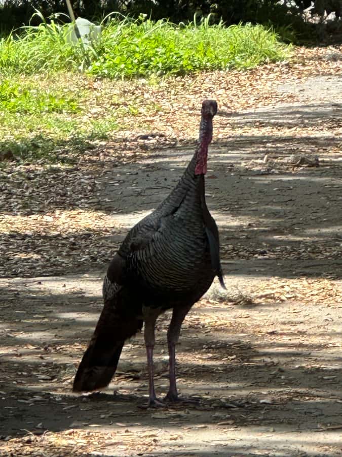 Kissimmee: Self-Guided Lakefront Tour on All Electric Bike - Wildlife spotting on two wheels: what to do when Florida shows up