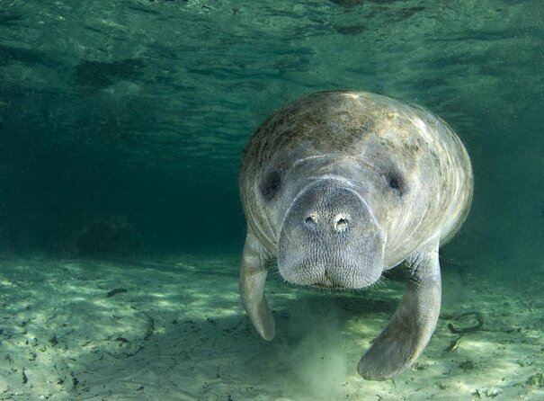 Manatee Snorkeling Adventure Tour with Lunch & Hotel Pickup - Key things you’ll notice on this tour
