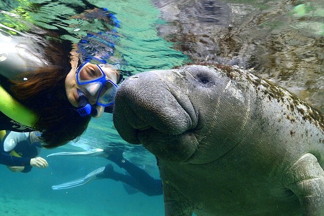 Manatee Snorkeling Adventure Tour with Lunch & Hotel Pickup - Crystal River manatee boat cruise and snorkeling: the main event