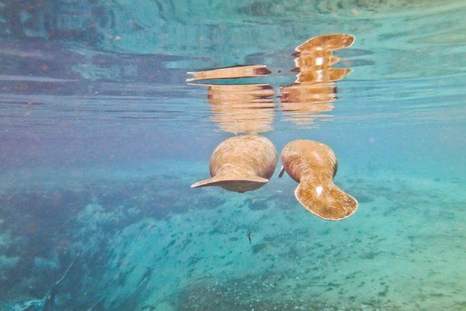 Manatee Snorkeling Adventure Tour with Lunch & Hotel Pickup - Picnic lunch that doesn’t feel like a chore