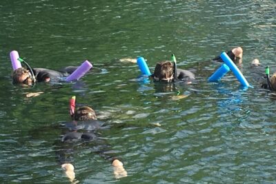 Manatee Snorkeling Adventure Tour with Lunch & Hotel Pickup - Homosassa State Park: rehab wildlife, underwater viewing, and feeding moments