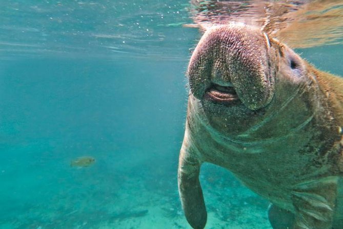 Manatee Snorkeling Adventure Tour with Lunch & Hotel Pickup - Withlacoochee River airboat: the thrill ride segment (when included)