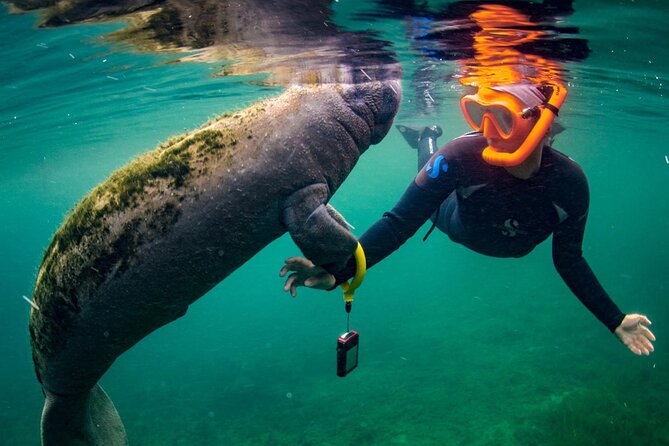 Manatee Snorkeling Adventure Tour with Lunch & Hotel Pickup - Price and value: what $169 gets you in a real schedule
