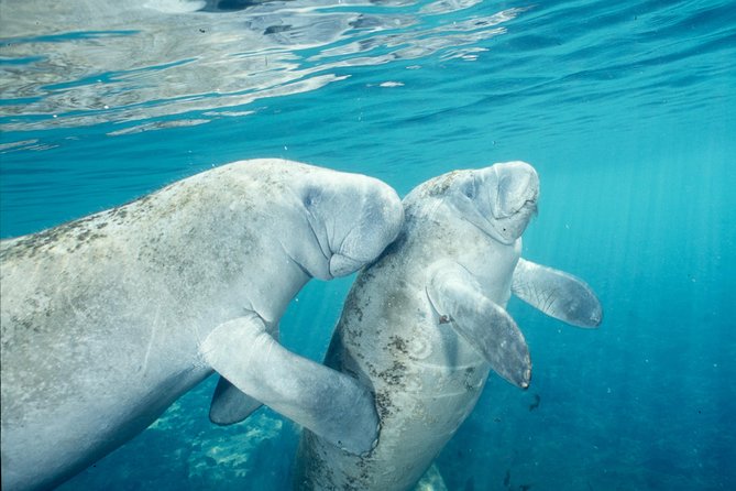 Manatee Snorkeling Adventure Tour with Lunch & Hotel Pickup - Best seasons for manatees, and what can affect sightings