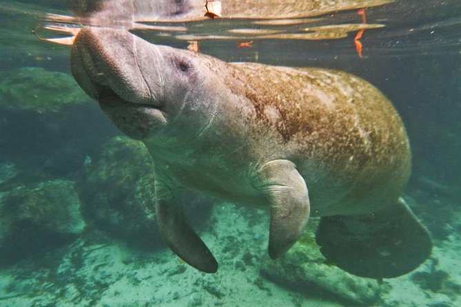 Manatee Snorkeling Adventure Tour with Lunch & Hotel Pickup - Who should book this (and who may want to rethink the swim)