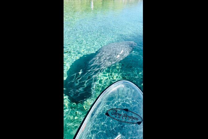 Manatees, Monkeys and Florida Natural Spring Adventure Tour - Silver Springs Paddle Tour: What $75 Buys You