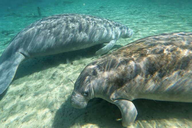 Manatees, Monkeys and Florida Natural Spring Adventure Tour - Manatee Territory on the Silver Springs River Wide Stretch