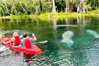 Manatees, Monkeys and Florida Natural Spring Adventure Tour - The Equipment: Clear Kayaks and Clear Paddleboards