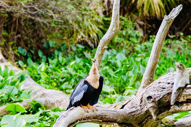 Manatees, Monkeys and Florida Natural Spring Adventure Tour - Wildlife Ecosystem Time: What You Can Expect to See