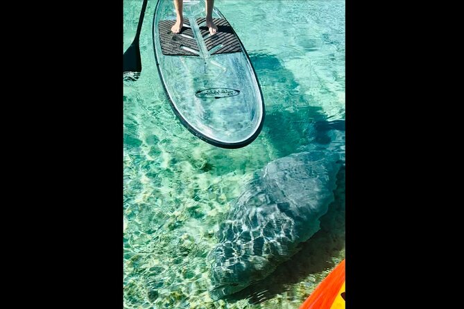 Manatees, Monkeys and Florida Natural Spring Adventure Tour - Who This Tour Suits Best (and Who Might Skip It)