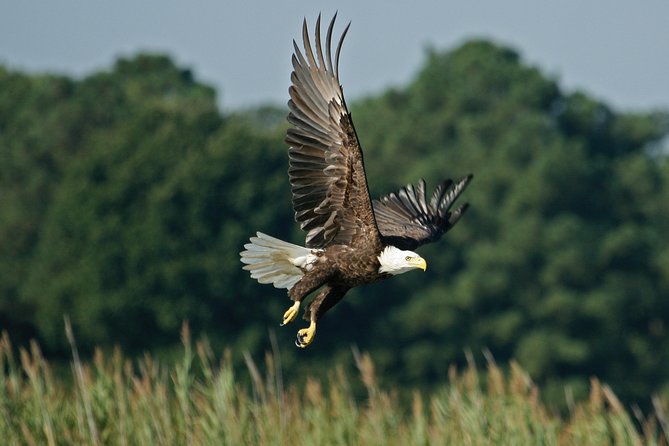 One-Hour Airboat Ride Near Orlando - A one-hour airboat that feels like a full wildlife visit