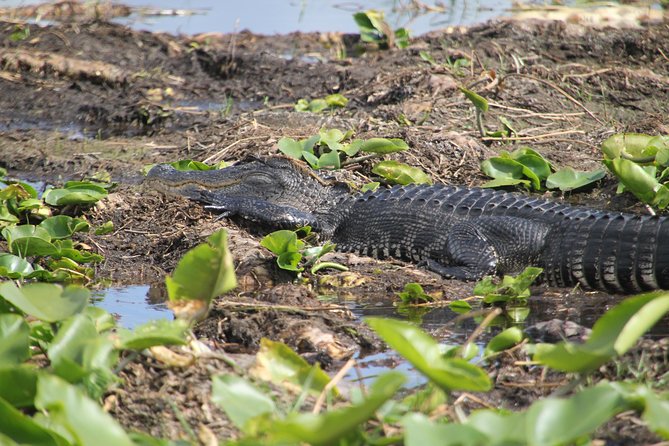 One-Hour Airboat Ride Near Orlando - What the Native American Experience adds to the ride