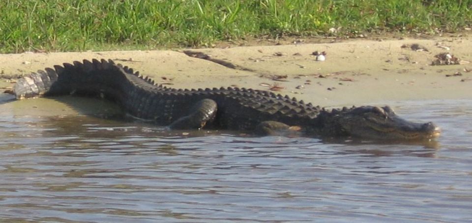 Orlando: Airboat Ride Tour with Hotel Pickup - Orlando Airboat Ride: What the 30-Minute Cruise Feels Like