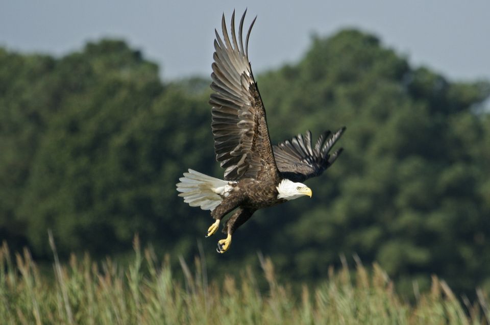 Orlando: Airboat Ride Tour with Hotel Pickup - Wildlife Watching in Central Florida Wetlands: What You Might See
