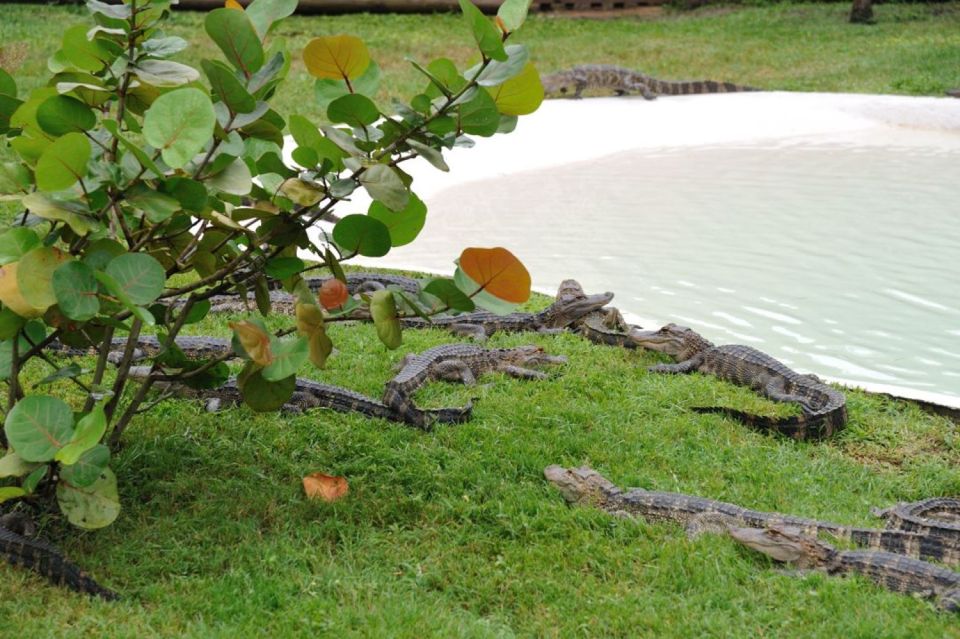 Orlando: Airboat Ride Tour with Hotel Pickup - Should You Book This Orlando Airboat Ride Tour?