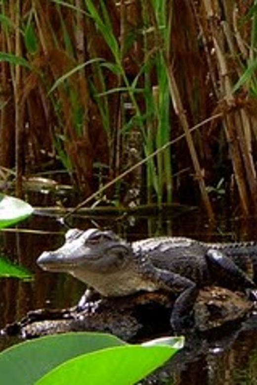 Orlando Alligator Experience: Day-Trip From Orlando - Key reasons this Wekiva alligator paddle is worth your time