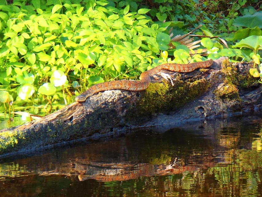 Orlando Alligator Experience: Day-Trip From Orlando - Beaches, swimming dips, and trail breaks that keep it from getting monotonous