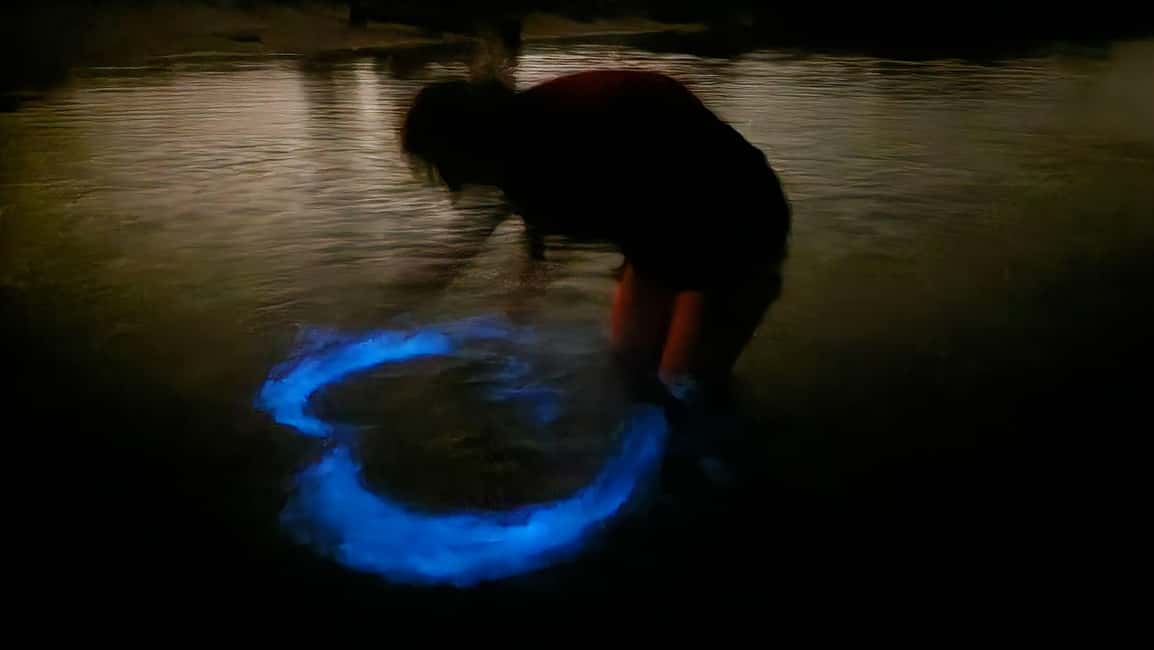 Orlando: Bioluminescence Kayak Adventure - Key highlights you’ll actually care about
