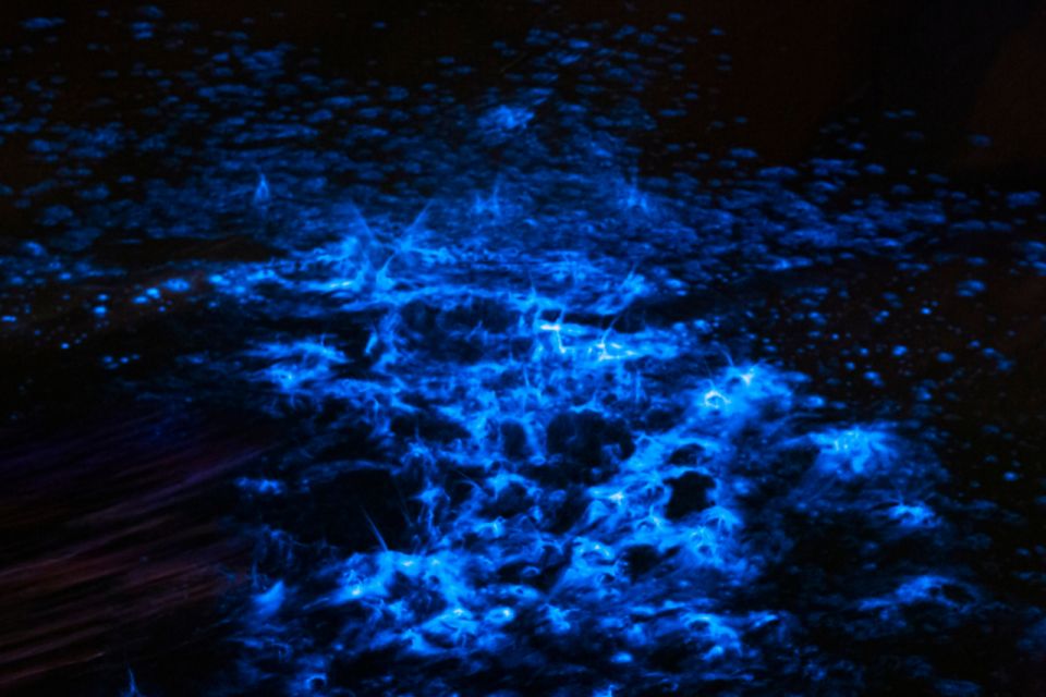 Orlando: Bioluminescence Kayak Adventure - Small-group comfort: who this tour fits best