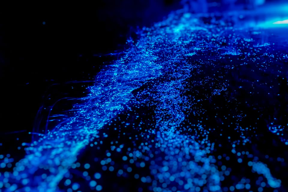 Orlando: Bioluminescence Kayak Tour - Key things I’d bookmark before you go
