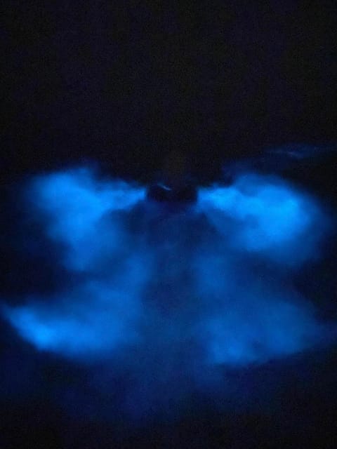 Orlando: Bioluminescence Kayak Tour - Bioluminescence 101: what makes the Banana River glow