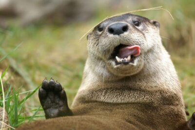 Orlando: Central Florida Zoo Skip-the-Line Ticket - Getting in fast: starting your day in the right mindset