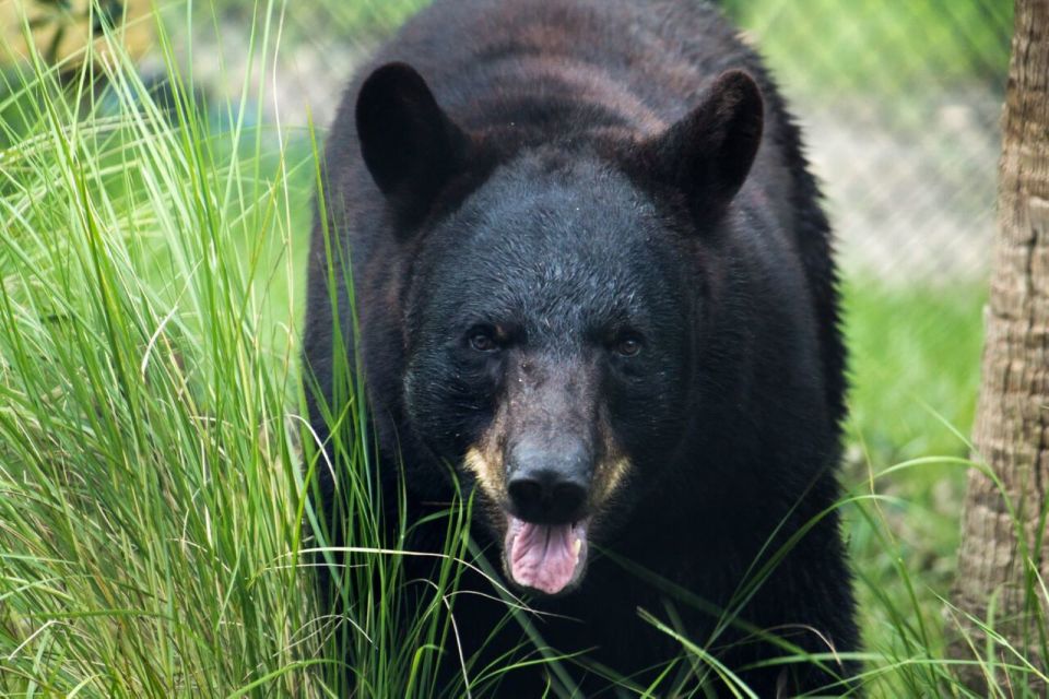 Orlando: Central Florida Zoo Skip-the-Line Ticket - Wharton-Smith Tropical Splash Ground: the heat-saver your day needs