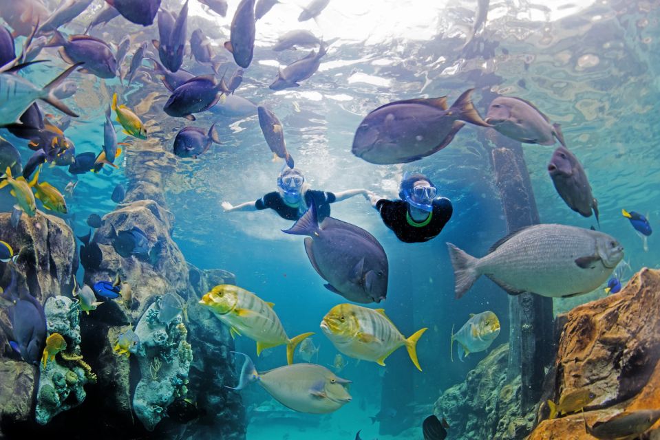 Orlando: Discovery Cove Admission Ticket & Additional Parks - Adding the 14-Day SeaWorld, Aquatica, and Busch Gardens Pass