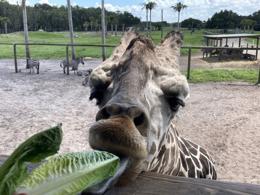 Orlando: Drive-Thru Safari Park at Wild Florida - Giraffe feeding: the highlight moment (and how to plan for it)