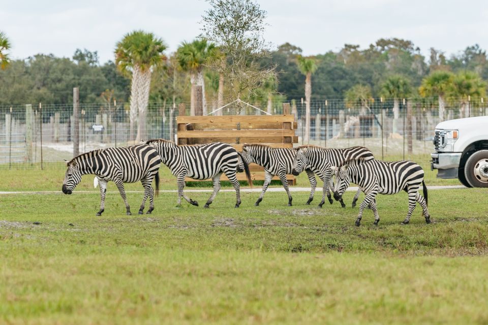 Orlando: Drive-Thru Safari Park at Wild Florida - What you’ll see besides the headlines (and what might disappoint)