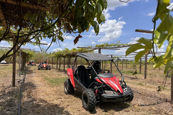 Orlando Dune Buggy Tour - Age rules and driving basics: who can drive, who can ride