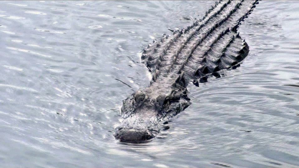 Orlando: Everglades Airboat Ride and Wildlife Park Ticket - Orlando’s Everglades by airboat: what you actually see on the ride