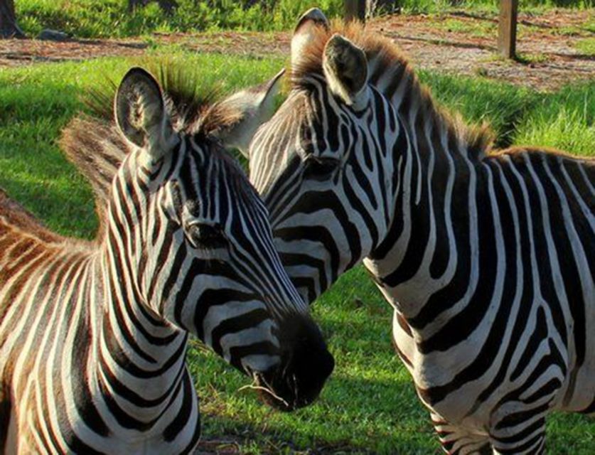 Orlando: Everglades Airboat Ride and Wildlife Park Ticket - How the 30-minute vs 1-hour airboat option changes the experience