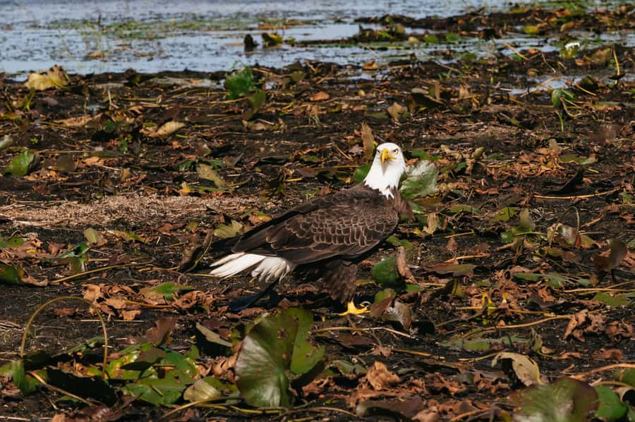 Orlando: Florida Everglades Wildlife Airboat Tour - Key highlights you’ll feel fast