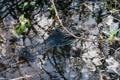 Orlando: Florida Everglades Wildlife Airboat Tour - Your 90-minute airboat ride: seating, noise, and real viewing power